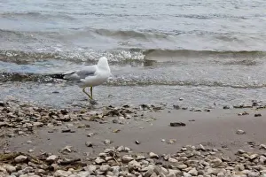 Banff National Park Prints: A lone seagull standing on the Lake Minnewanka Beach, Canada (7/29/24)
