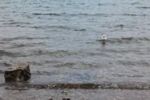 Banff National Park Prints: A lone seagull swimming near the Lake Minnewanka Beach, Canada (7/29/24)