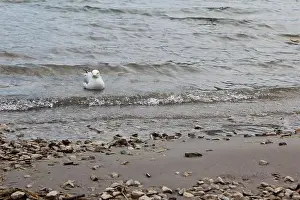 Banff National Park Prints: A lone seagull swimming near the Lake Minnewanka Beach, Canada (7/29/24)