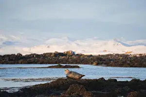 Bask Prints: A lone seal enjoys the serene surroundings
