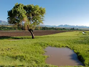 Grass Blue Prints: A lone tree in a field of green pasture with a clear blue sky