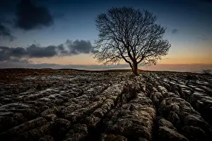 Famous Places Prints: Lone tree on limestone pavements, Yorkshire, England, UK, GB, Europe