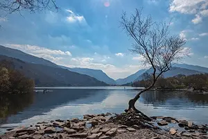 Reflect Prints: The Lone Tree Llanberis North Wales