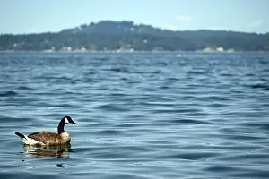 Tranquillity Prints: A lonely Canada goose near the coastline on the isle of Vancouver