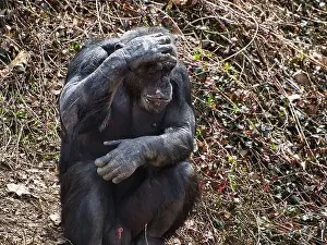 Chimpanzee Prints: A lonely chimpanzee sitting on a dry land with its hand on head