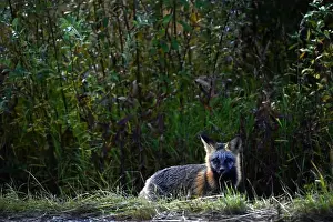 Yukon Prints: A lonely curious red fox met near Dawson city, Yukon