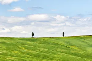 Verdure Prints: Lonely cypress tree on the hill in the field