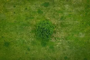 Treetop Prints: A lonely green tree captured from above - a treetop shot as a peaceful background