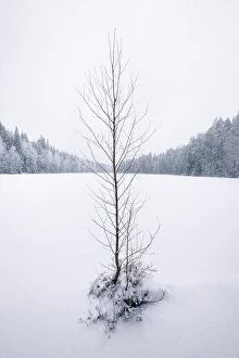 Images Dated 17th December 2018: Lonely leafless tree with snow landscape and frozen lake at moody winter day in Finland