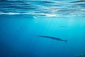 Sea Collection: Lonely needlefish hunting on a coral reef