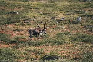 Forest Animal Prints: Lonely reindeer