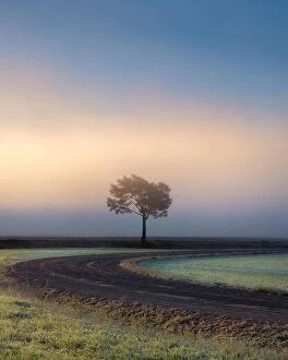 Images Dated 29th September 2018: Lonely tree against a blue sky at sunrise. Autumn landscape with a lone tree with foggy in Finland