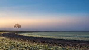Images Dated 29th September 2018: Lonely tree against a blue sky at sunrise. Autumn landscape with a lone tree with foggy in Finland