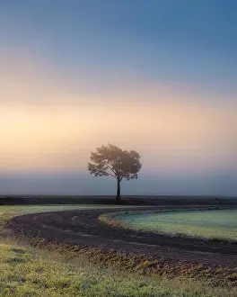 Atmospheric Mood Prints: Lonely tree against a blue sky at sunrise