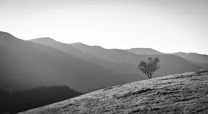 Grayscale Prints: Lonely Tree Growing On Hillside, Grayscale Image