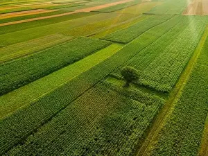 Green Growth Prints: Lonely Tree Stand Out of Colorful Crop Farm Fields in Agriculture Landscape in Slovenia Countryside