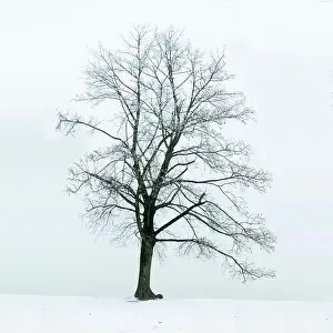 Despair Prints: Lonely tree in winter as a symbol of loneliness, sadness and depression