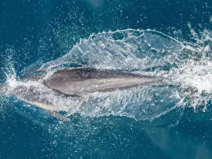 Droplets Prints: A long-beaked common dolphin (Delphinus capensis)