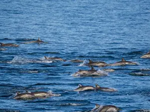 Oceanographic Prints: A long-beaked common dolphin pod (Delphinus capensis)