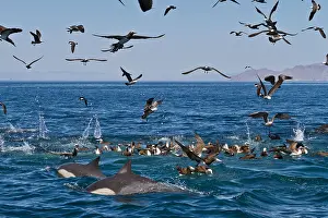 Group Of Prints: Long-beaked common dolphins feeding
