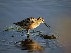 Medium Sized Prints: Long-billed Dowitcher During Spring in Fairbanks, Alaska