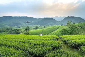 Phu Tho Province Prints: Long Coc Tea Hill, Phu Tho Province