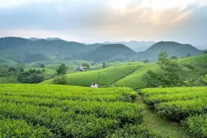 Phu Tho Province Prints: Long Coc Tea Hill, Phu Tho Province