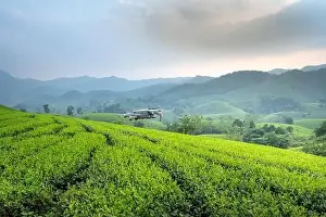 Long Coc Tea Hill, Phu Tho Province