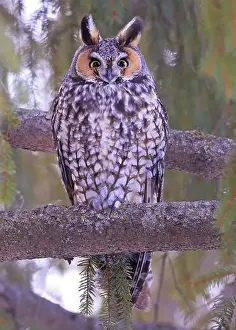 Bird Feather Prints: Long-eared owl portrait surrounded by green background, Quebec, Canada