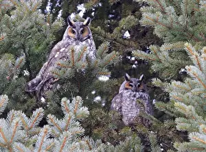 Owls Prints: Long-eared owls in a fir tree surrounded by branches in the forest, Quebec, Canada