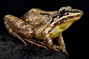 Guyana Prints: Long-faced whistling frog (Leptodactylus longirostris)