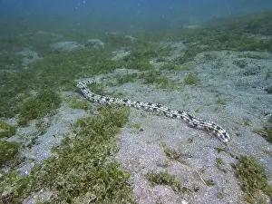 Aquatic Plant Prints: A long Feather mouth sea cucumber (Synapta maculata) stretches across the sandy seabed