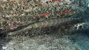 Camouflages Prints: Long thin fish with camouflage