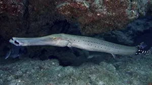 The Rock Prints: Long fish with dots, Atlantic cornetfish (Aulostomus strigosus)