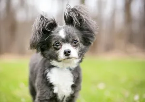 Mixed Breed Prints: A Long-haired Chihuahua mixed breed dog with fluffy ears