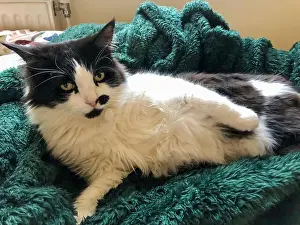 Domestic Cat Prints: A long-haired tuxedo cat relaxes comfortably on a soft