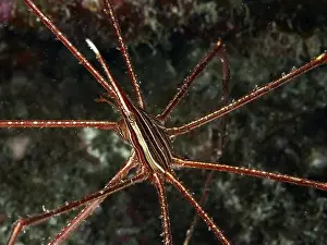 Canaries Prints: Long-legged spider crab, East Atlantic arrow crab (Stenorhynchus lanceolatus)