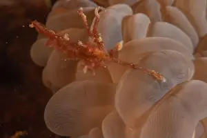 Dardanus Prints: long-legged spider crab in the Sea of the Philippines