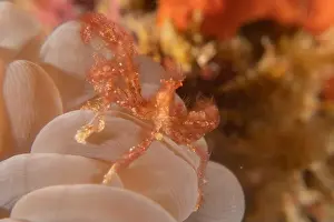 Dardanus Prints: long-legged spider crab in the Sea of the Philippines