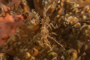 Dardanus Prints: long-legged spider crab in the Sea of the Philippines