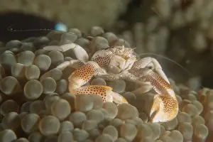 Dardanus Prints: long-legged spider crab in the Sea of the Philippines