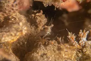 Dardanus Prints: long-legged spider crab in the Sea of the Philippines