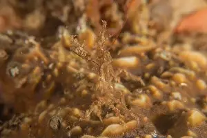 Dardanus Prints: long-legged spider crab in the Sea of the Philippines