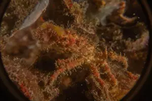 Dardanus Prints: long-legged spider crab in the Sea of the Philippines