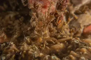 Dardanus Prints: long-legged spider crab in the Sea of the Philippines