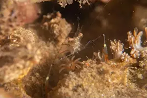 Dardanus Prints: long-legged spider crab in the Sea of the Philippines