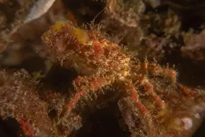 Dardanus Prints: long-legged spider crab in the Sea of the Philippines