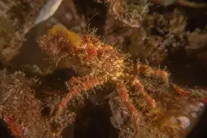 Dardanus Prints: long-legged spider crab in the Sea of the Philippines