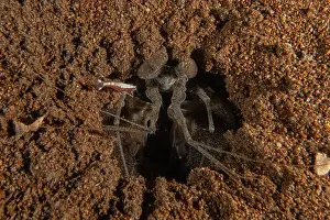 Dardanus Prints: long-legged spider crab in the Sea of the Philippines