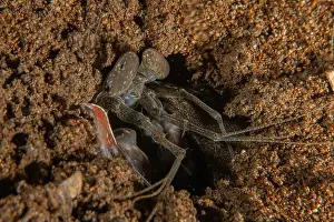 Dardanus Prints: long-legged spider crab in the Sea of the Philippines